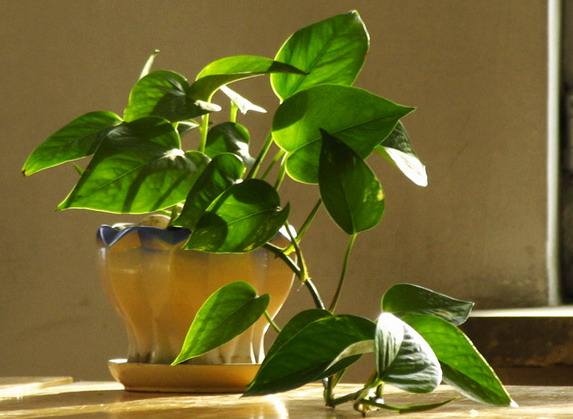 北京辦公室裝修后綠植擺放講究？